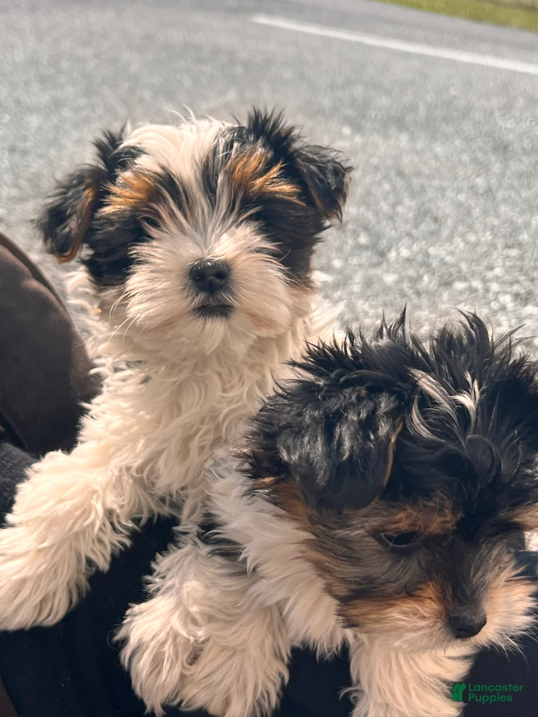 Morkie dogs for sale: Paris - Ad 1