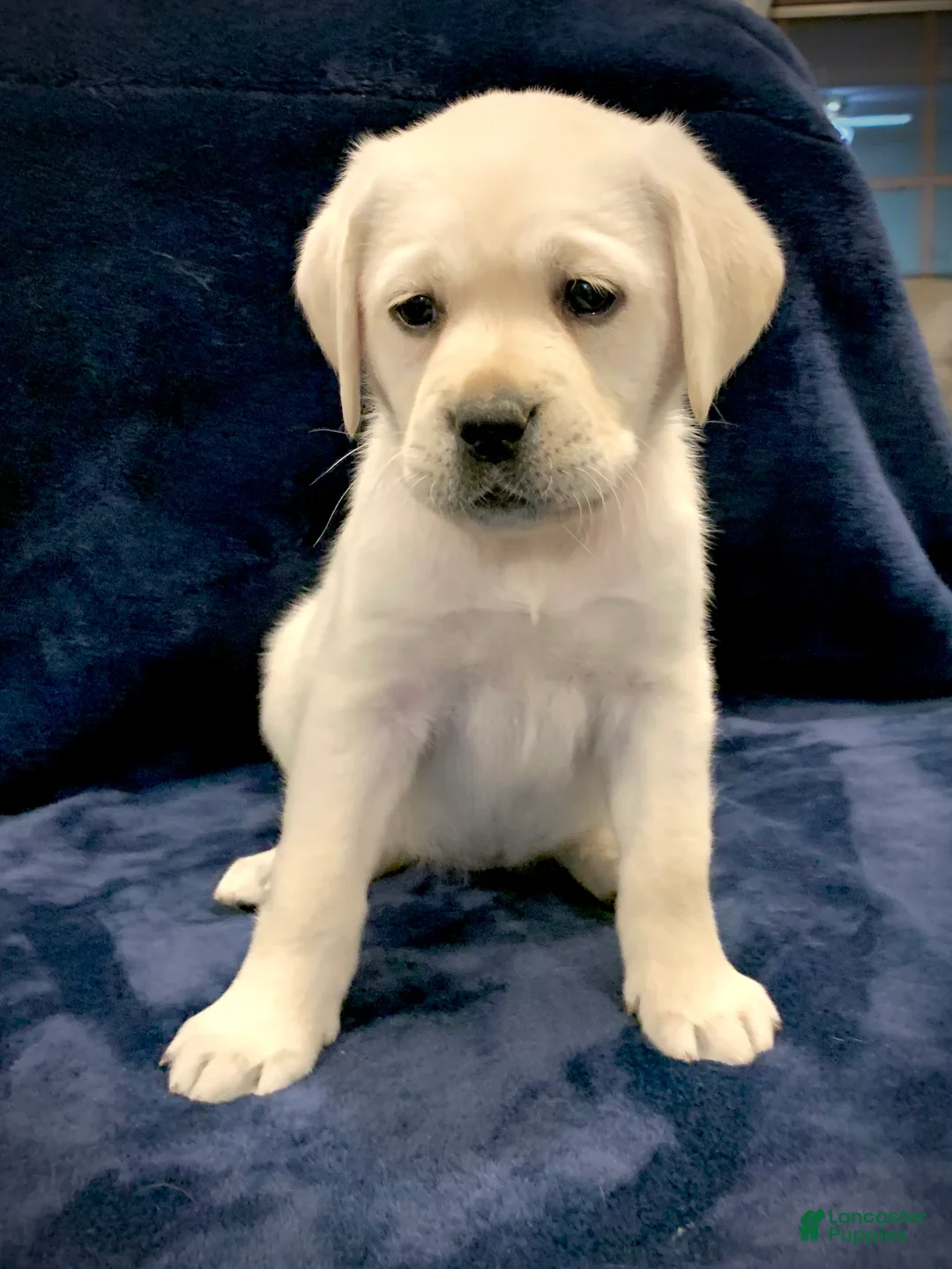 Labrador Retriever dogs for sale: River - Ad 2