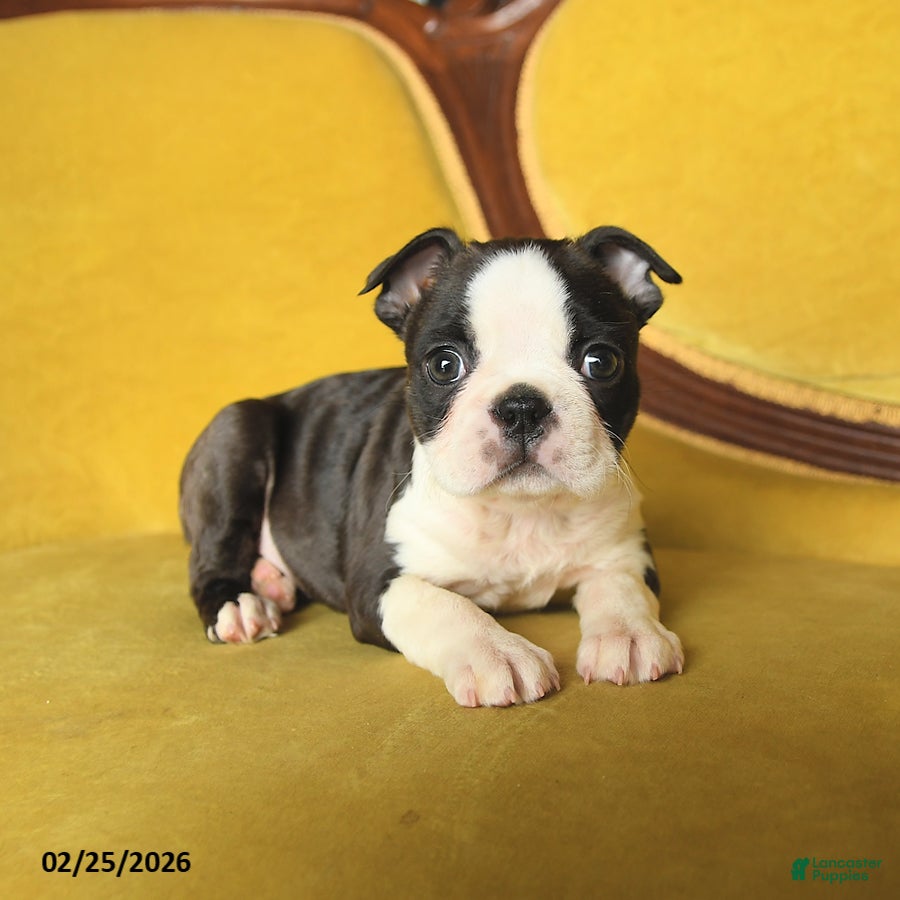 Boston Terrier dogs Romeo - Ad 2