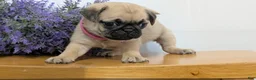 Pug dogs for sale: Nala - Ad 8