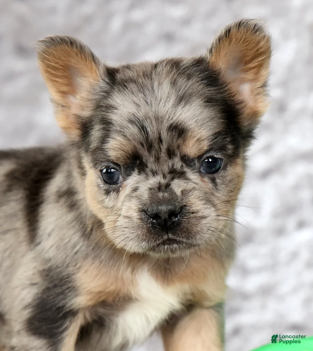 French Bulldog dogs for sale: Nimmy - Ad 9