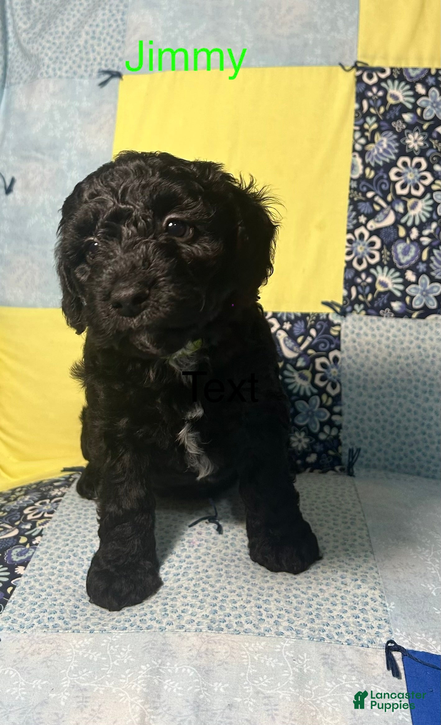 Miniature Poodle dogs for sale: Jimmy  - Ad 24