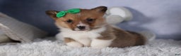 Welsh Corgi Pembroke dogs for sale: REX - Ad 5