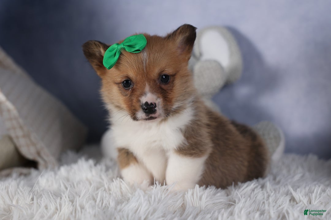 Welsh Corgi Pembroke dogs for sale: REX - Ad 5