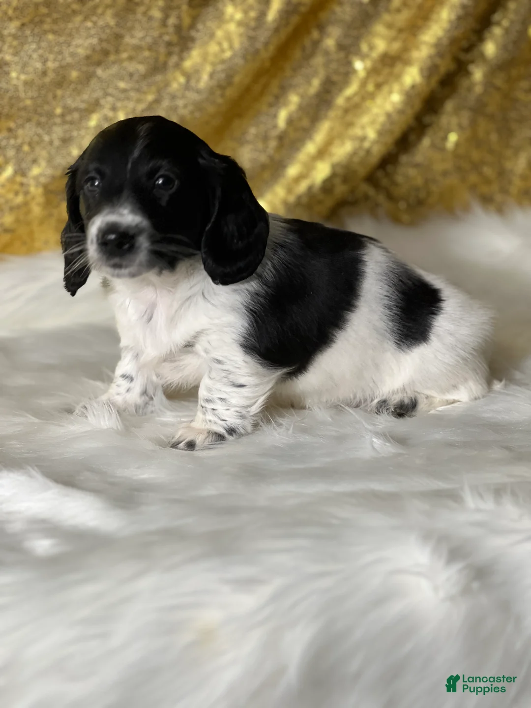 Dachshund dogs for sale: Riley - Ad 2
