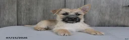 Cairn Terrier dogs for sale: Archie - Ad 1