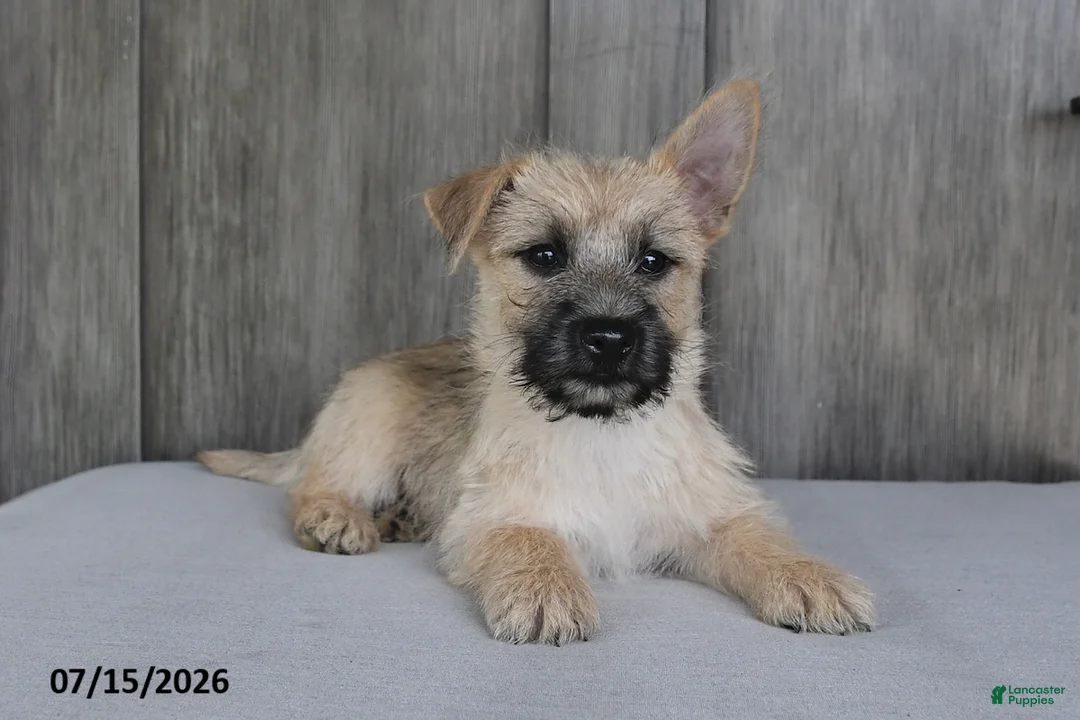 Cairn Terrier dogs for sale: Archie - Ad 1