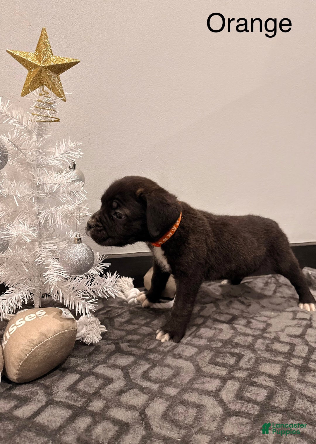 Cane Corso dogs for sale: olly (orange) - Ad 4