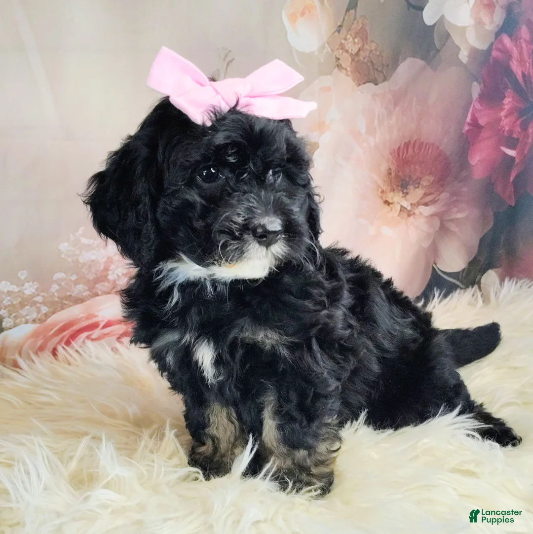 Saint Berdoodles dogs for sale: Arwen F1b Saint Berdoodle - Ad 2