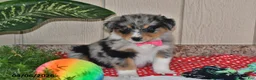 Australian Shepherd dogs for sale: Freckles - Ad 1