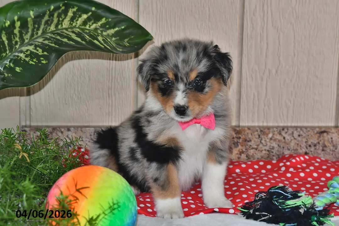 Australian Shepherd dogs for sale: Freckles - Ad 1