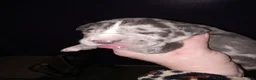 Daniff dogs for sale: NEEKO-Daniff Puppy 4 - Ad 4