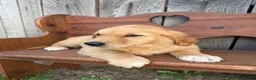 Golden Retriever dogs for sale: Bo  - Ad 11