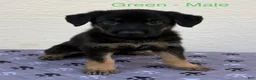 German Shepherd dogs for sale: Bowser - Ad 2