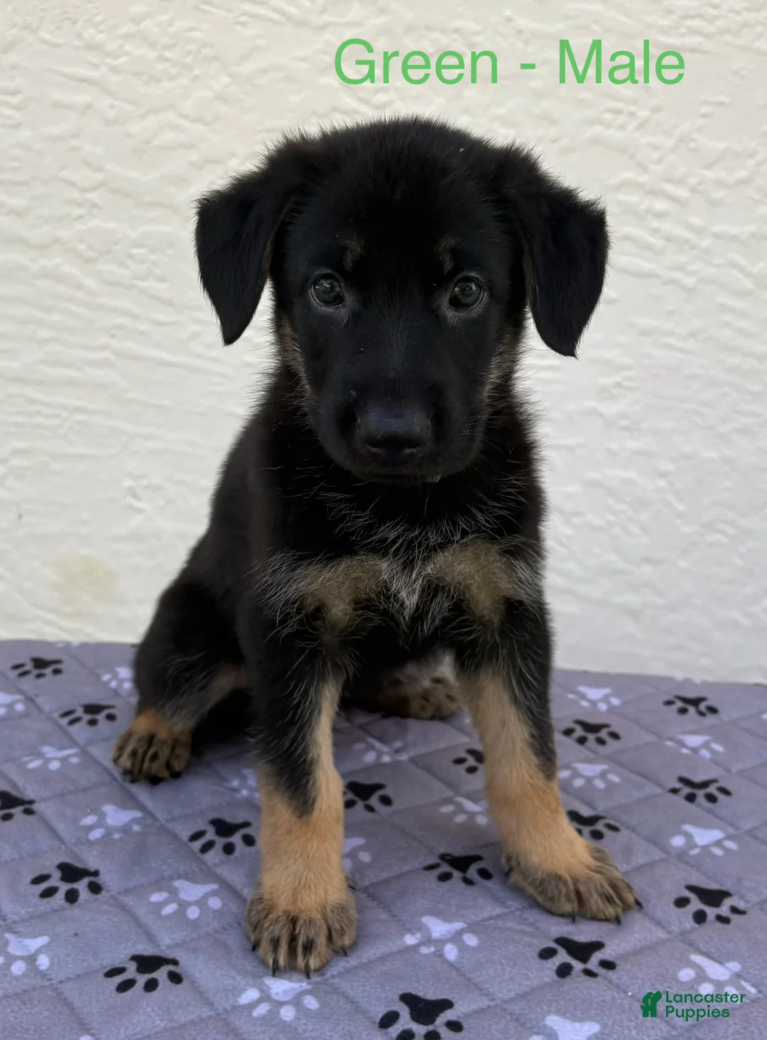 German Shepherd dogs for sale: Bowser - Ad 2