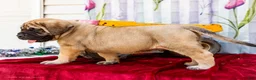 English Mastiff dogs for sale: Max - Ad 8