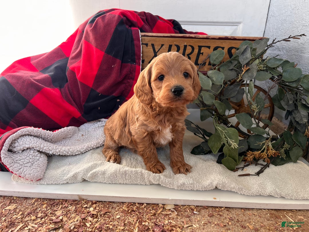 Mixed Breed dogs for sale: Lil Eli❤️🐾Call 717-768-7967❤️F1B - Ad 2