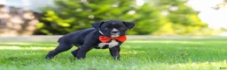 Boxer dogs for sale: Jax - Ad 3