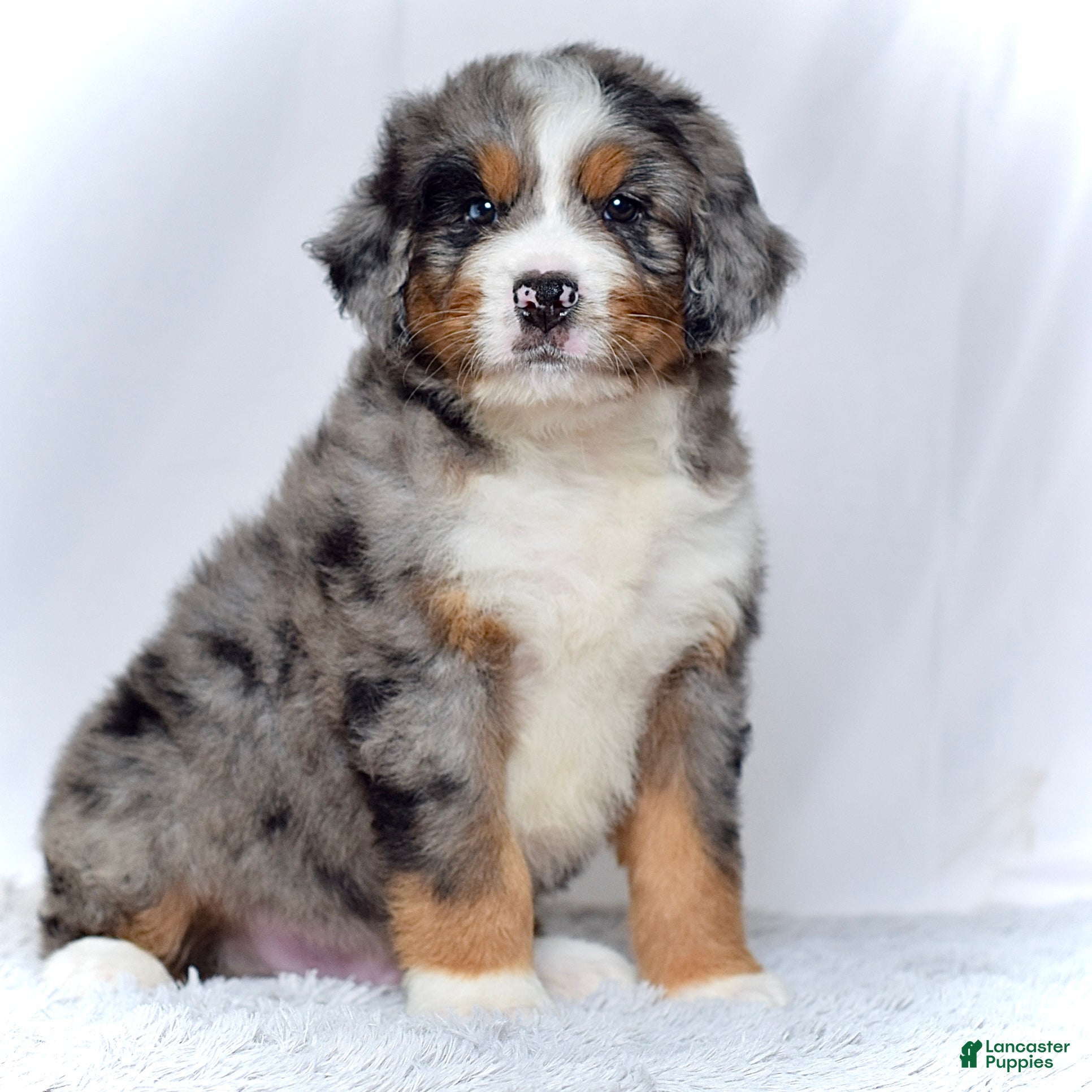 Bernedoodle dogs Mr. Harris - Ad 3