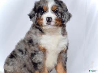 Bernedoodle dogs Mr. Harris - Ad 11