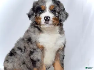 Bernedoodle dogs Mr. Harris - Ad 40