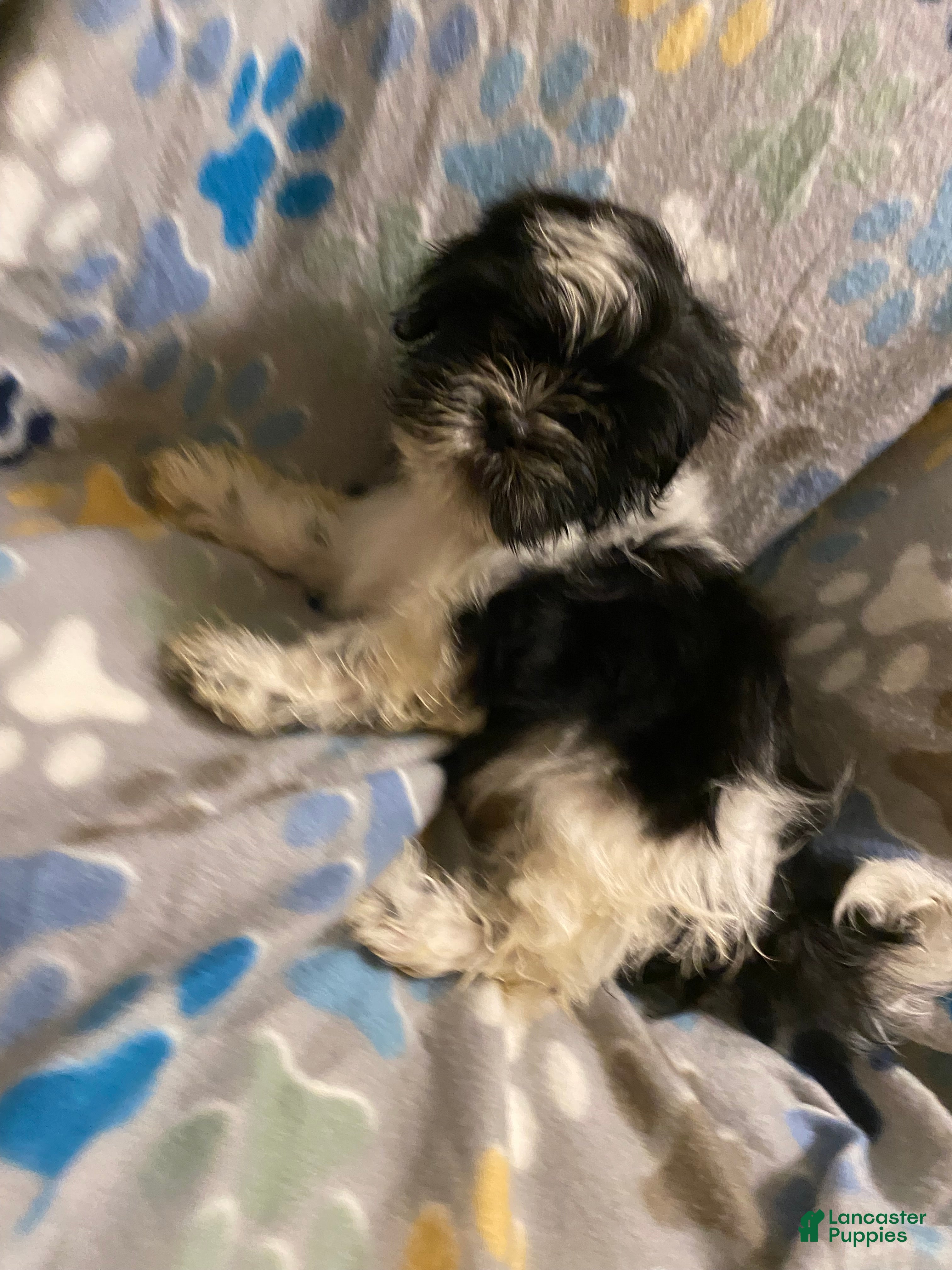 Shihpoo dogs  Sabi-Wabi - Ad 38