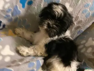 Shihpoo dogs Sabi-Wabi - Ad 38