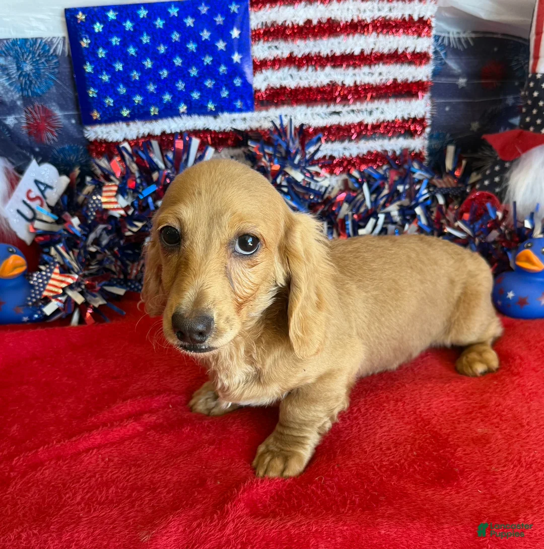 Dachshund dogs for sale: Tawny - Ad 2
