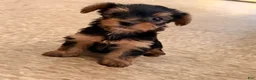 Yorkshire Terrier dogs for sale: Yorkshire Terrier 2 - Ad 6