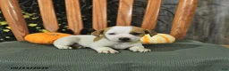 Jack Russell Terrier dogs for sale: Fletcher - Ad 4