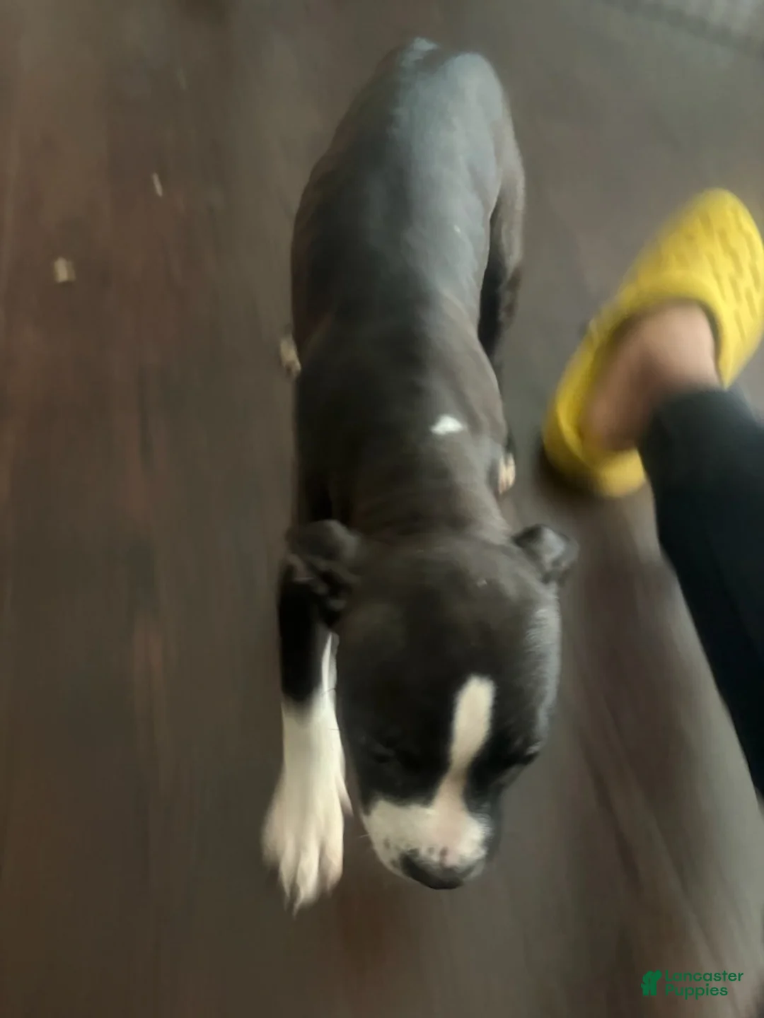 Mixed Breed dogs for sale: Girl 1 - Ad 2
