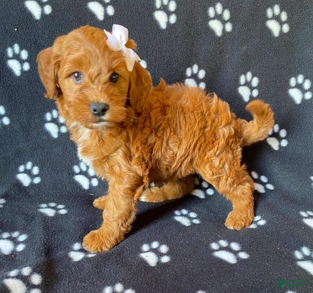 Mini Goldendoodle dogs for sale: Lexi - Ad 2