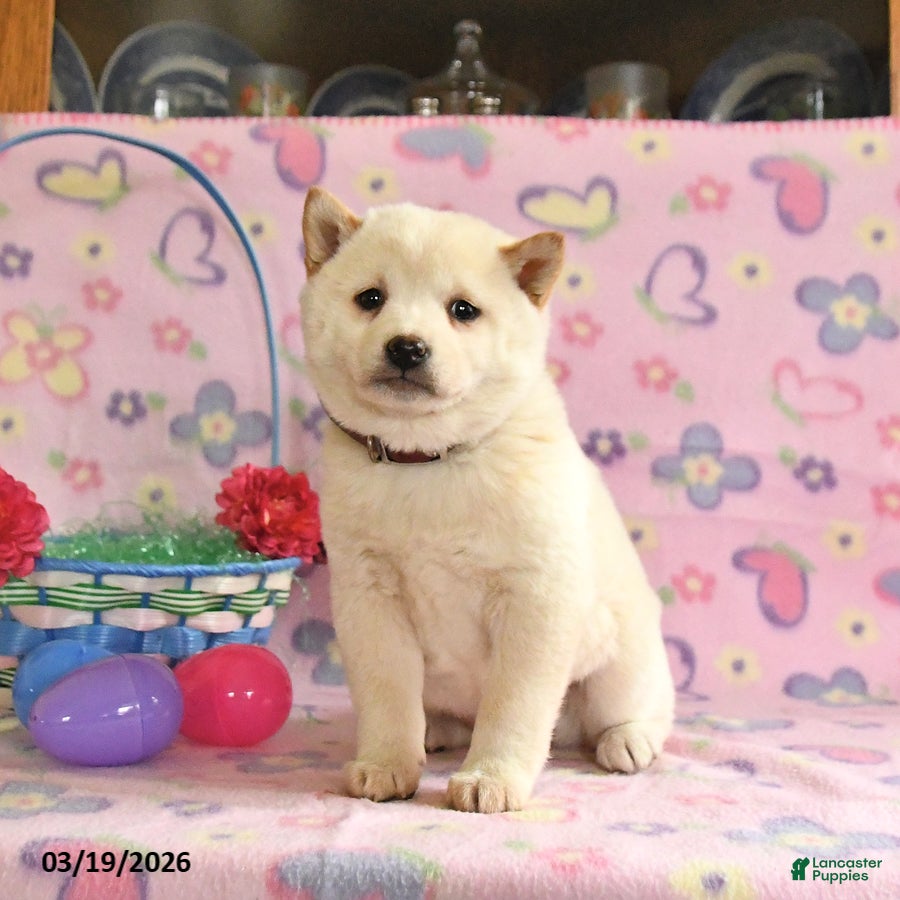 Shiba Inu dogs Daisy - Ad 1