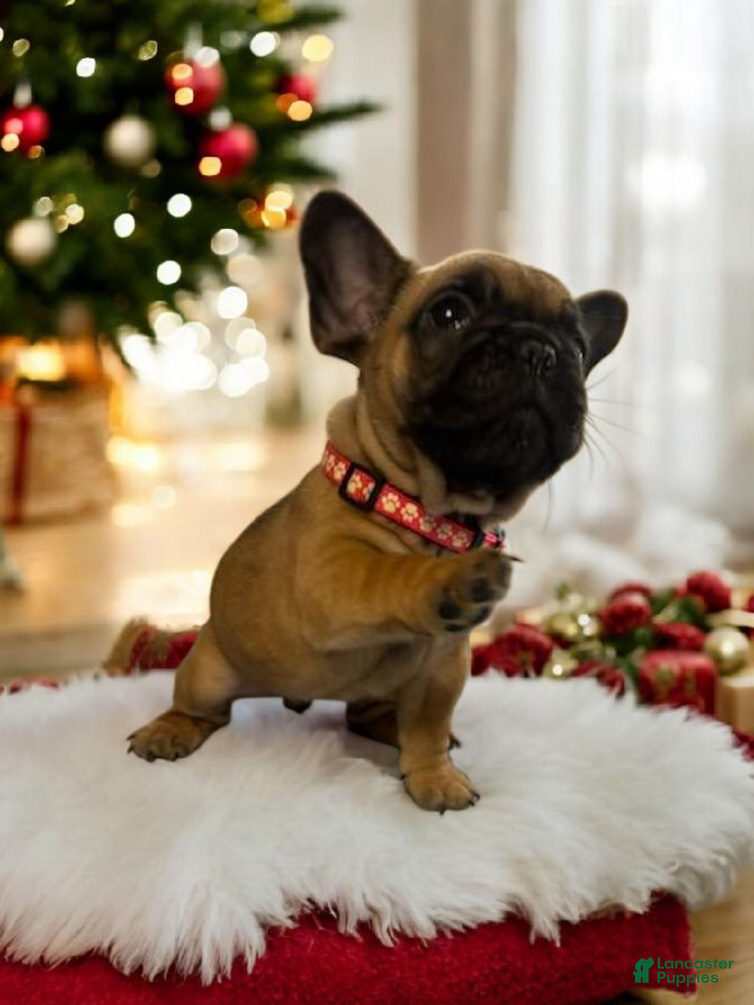 French Bulldog dogs French Bulldog Lucy - Ad 24