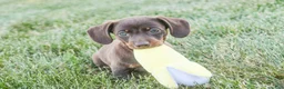 Dachshund dogs for sale: Espresso - Ad 9