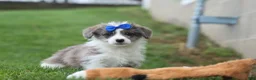 Corgipoo dogs for sale: NOAH - Ad 3