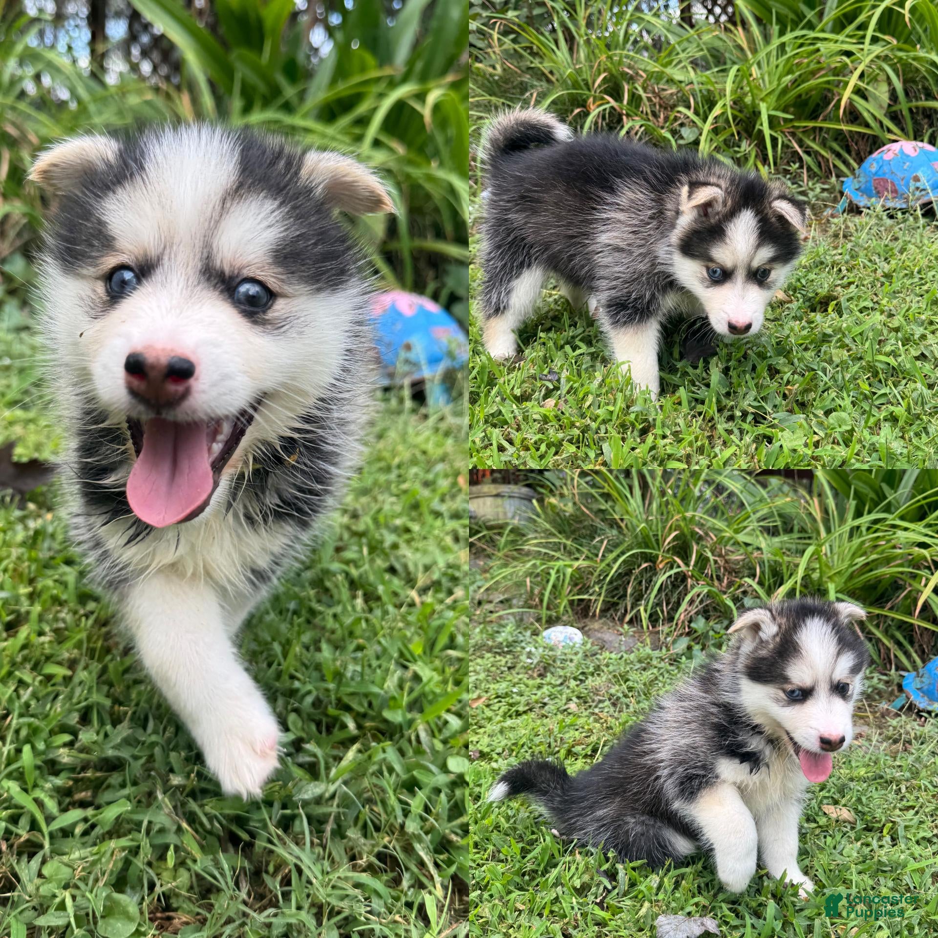 Pomsky dogs Pomsky 3- Boy - Ad 2