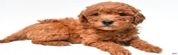 Mini Goldendoodle dogs for sale: Jill - Ad 8
