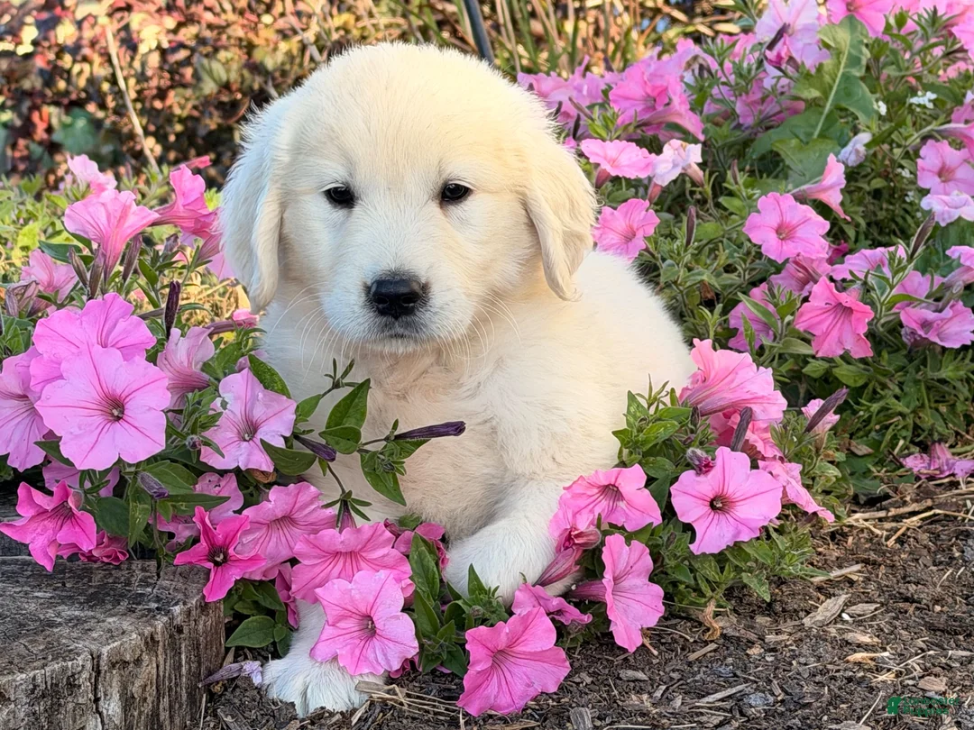 Golden Retriever dogs for sale: Milo  - Ad 1