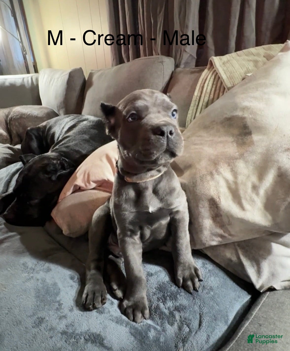 Cane Corso dogs Cream - Ad 31