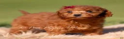 Toy Poodle dogs for sale: Phoenix - Ad 1