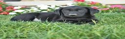 Labrador Retriever dogs for sale: Gus - Ad 3
