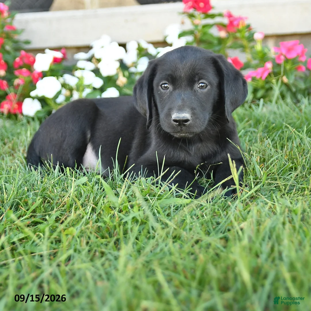 Labrador Retriever dogs for sale: Gus - Ad 3
