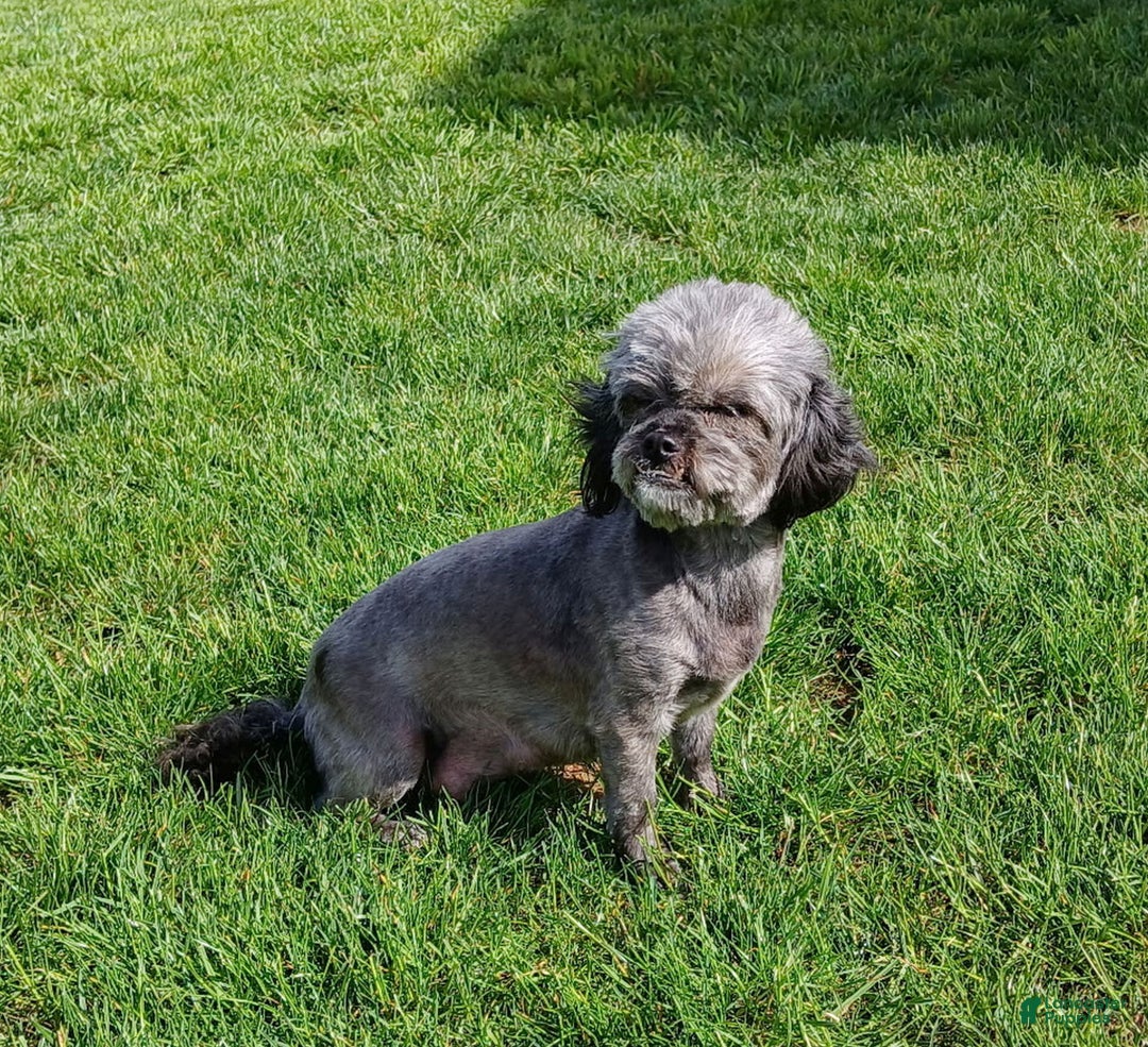 Shihpoo dogs for sale: Holly  - Ad 4