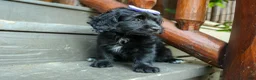 Cavapoo dogs for sale: Raya🎀 - Ad 17