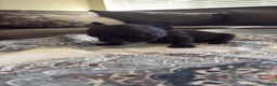 French Bulldog dogs for sale: French Bulldog Male 4 - Ad 1