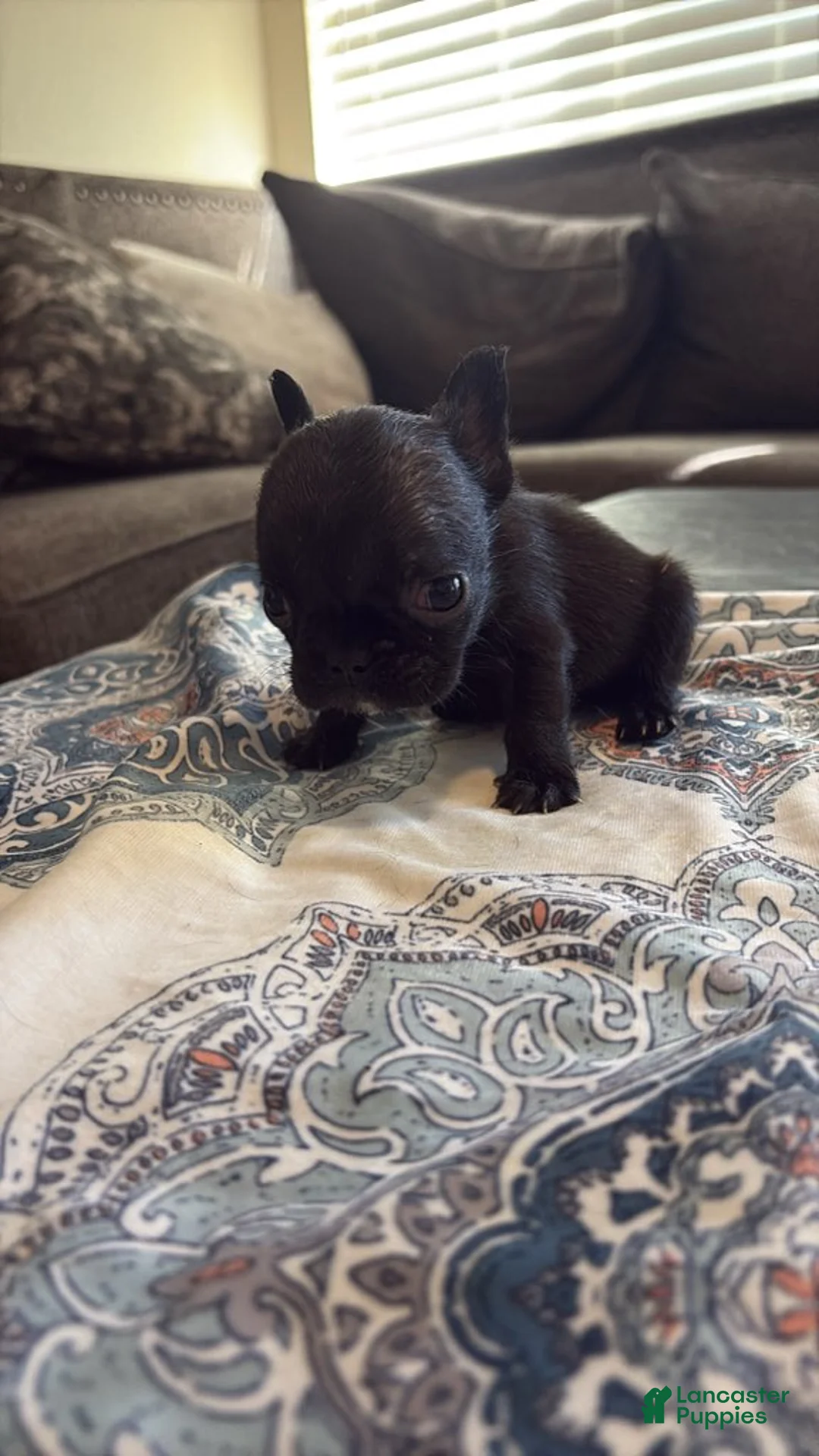 French Bulldog dogs for sale: French Bulldog Male 4 - Ad 1