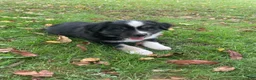 Miniature Australian Shepherd dogs for sale: Miniature Australian Shepherd 3 - Ad 1