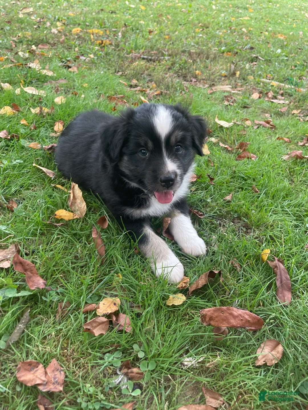 Miniature Australian Shepherd dogs for sale: Miniature Australian Shepherd 3 - Ad 1