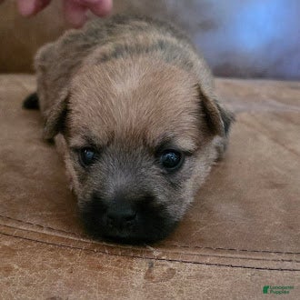 Cairn Terrier dogs Violet  - Ad 2